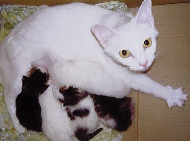 "Se mine fine kl&oslash;r!" - Sommeren 1999