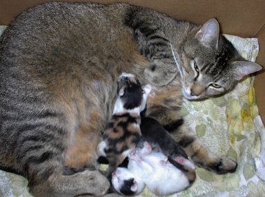 Bjelka med nyf&oslash;dte killinger sommeren 2000