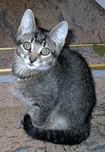 En nydelig ung mand...