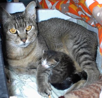 Bjelka og Kamomilla, n&aelig;sten nyf&oslash;dt