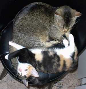 "Nu er n&aelig;sten lige s&aring; stor som mor!"